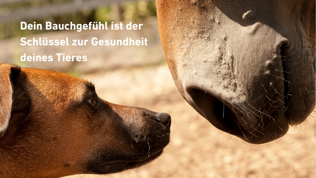 Dein Bauchgefühl für dein Tier
